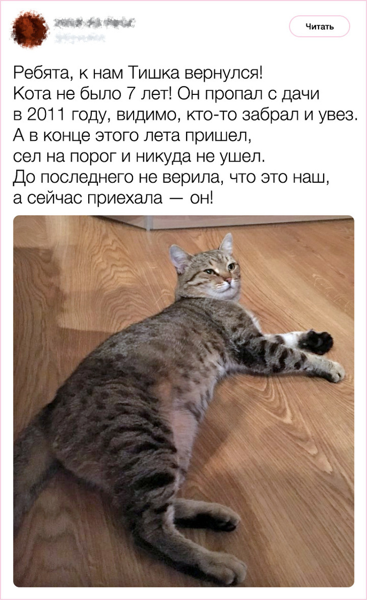 20+&nbsp;фактов о&nbsp;психологии и&nbsp;характере кошек, которыми поделился заводчик со&nbsp;стажем