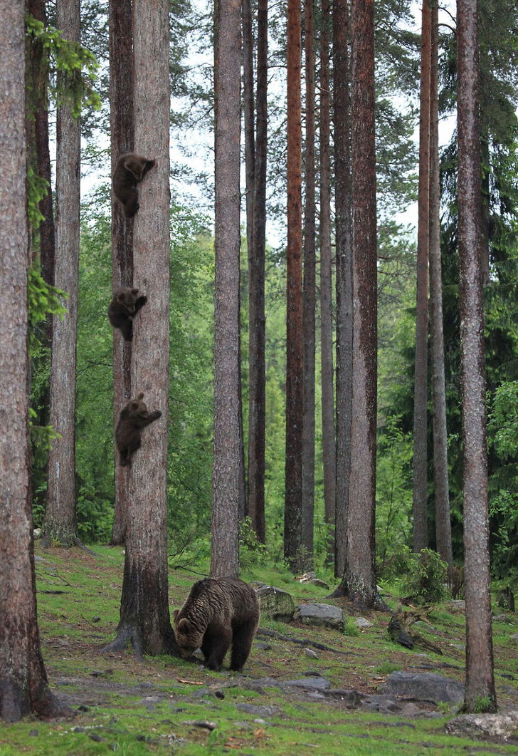 19 лучших фото конкурса Comedy Wildlife Photography Awards 2018, которые сделают ваш день