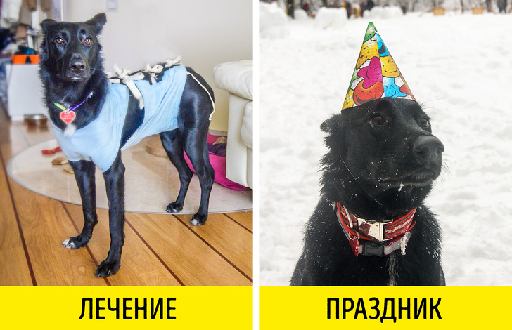 9&nbsp;вещей, которые необходимо знать, прежде чем взять животное из&nbsp;приюта