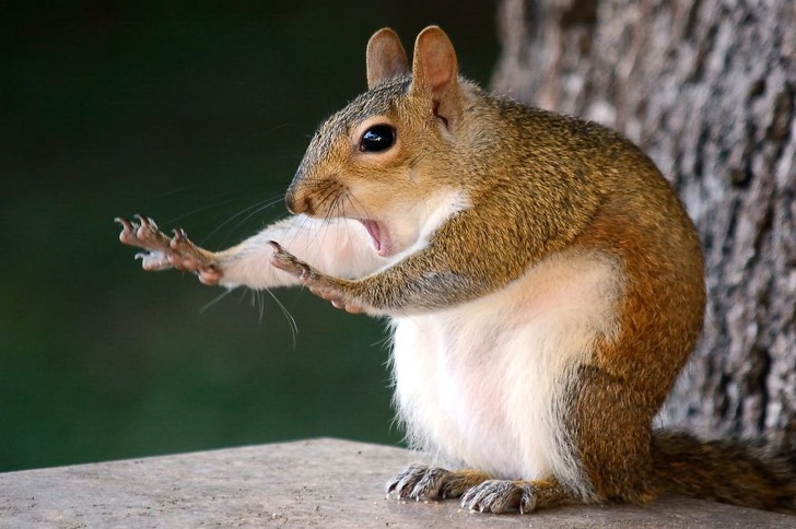 19 лучших фото конкурса Comedy Wildlife Photography Awards 2018, которые сделают ваш день