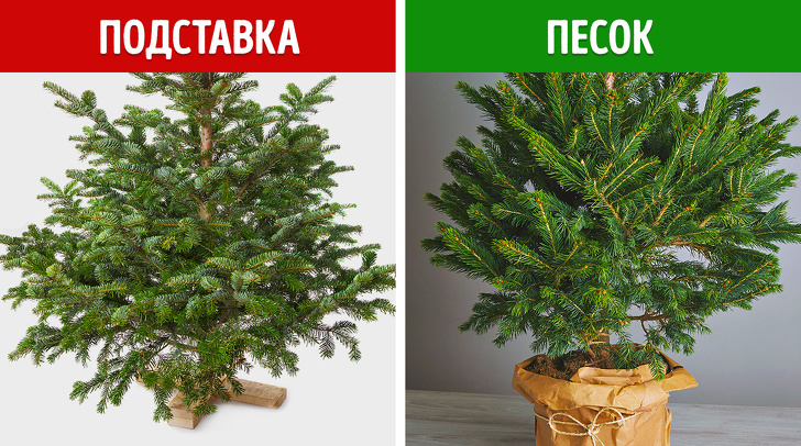 Верные признаки, по&nbsp;которым идеальную елку можно определить за&nbsp;3&nbsp;минуты