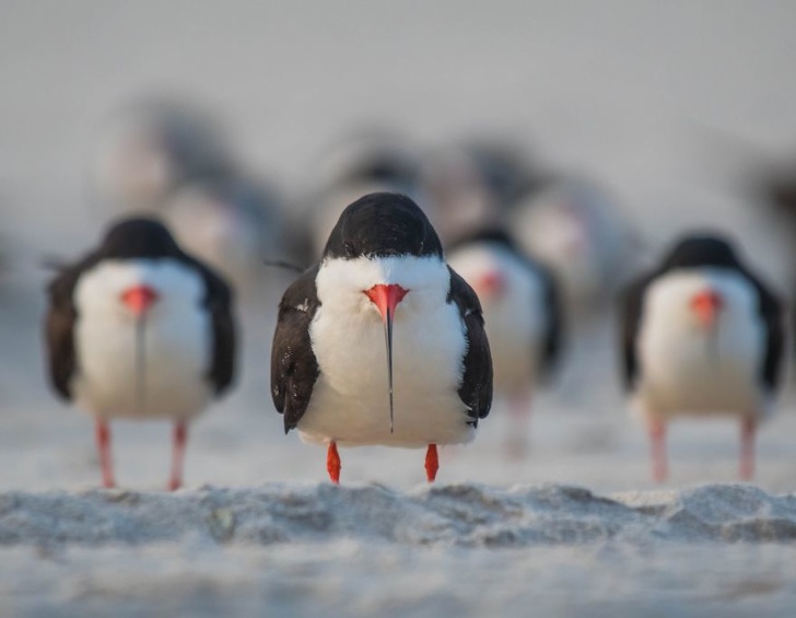 19 лучших фото конкурса Comedy Wildlife Photography Awards 2018, которые сделают ваш день
