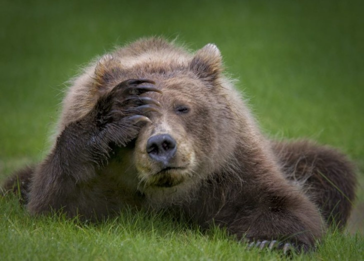 19 лучших фото конкурса Comedy Wildlife Photography Awards 2018, которые сделают ваш день