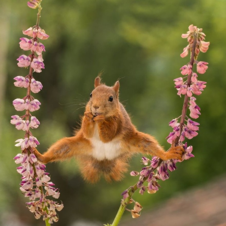 19 лучших фото конкурса Comedy Wildlife Photography Awards 2018, которые сделают ваш день