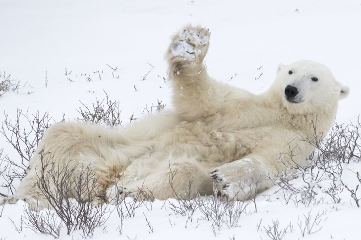19 лучших фото конкурса Comedy Wildlife Photography Awards 2018, которые сделают ваш день