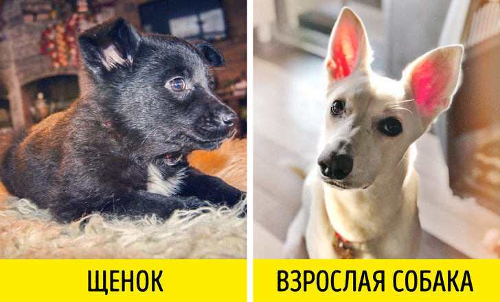 9&nbsp;вещей, которые необходимо знать, прежде чем взять животное из&nbsp;приюта