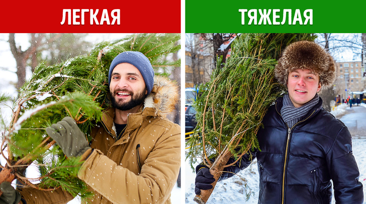 Верные признаки, по&nbsp;которым идеальную елку можно определить за&nbsp;3&nbsp;минуты