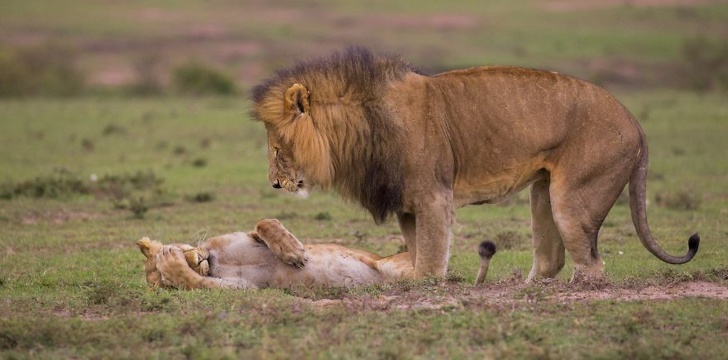 19 лучших фото конкурса Comedy Wildlife Photography Awards 2018, которые сделают ваш день