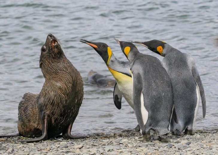 19 лучших фото конкурса Comedy Wildlife Photography Awards 2018, которые сделают ваш день