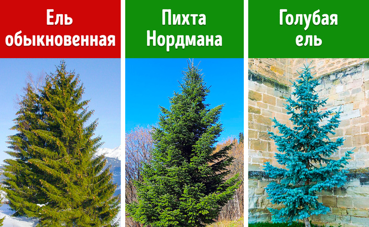 Верные признаки, по&nbsp;которым идеальную елку можно определить за&nbsp;3&nbsp;минуты