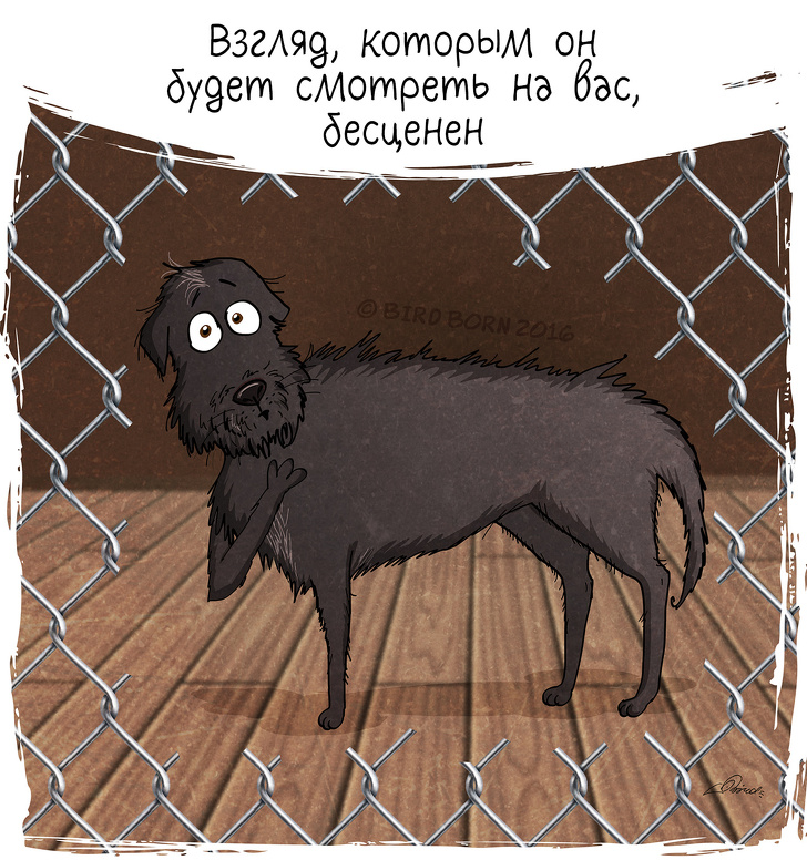 10+&nbsp;вещей, которые мы&nbsp;поняли, когда взяли собаку из&nbsp;приюта