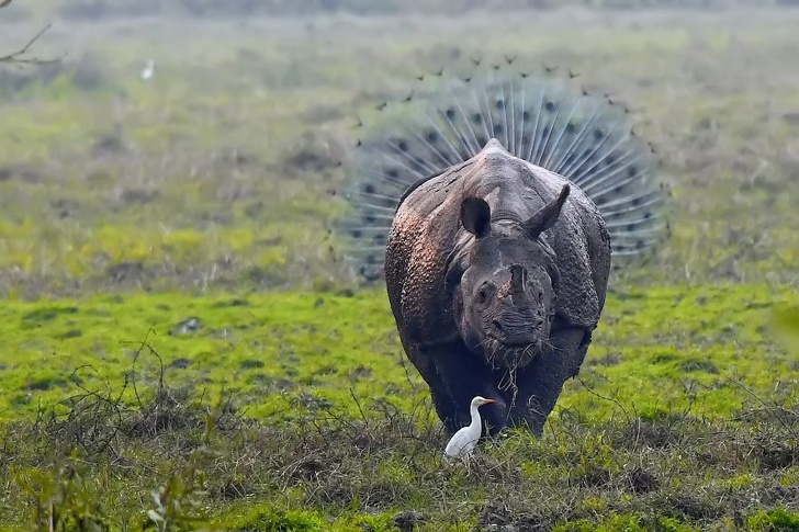 19 лучших фото конкурса Comedy Wildlife Photography Awards 2018, которые сделают ваш день