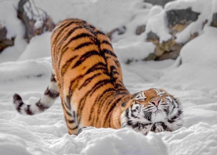 20+&nbsp;картинок, которые без слов расскажут, что такое зима
