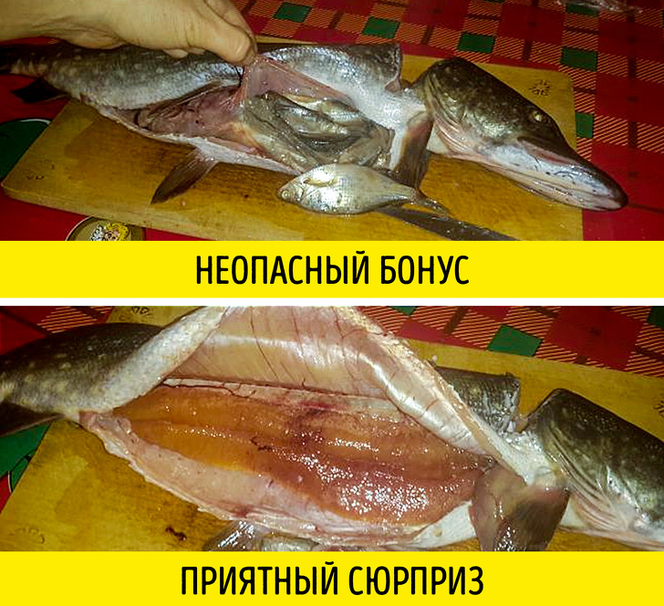 Как в&nbsp;магазине распознать рыбу, которую опасно есть