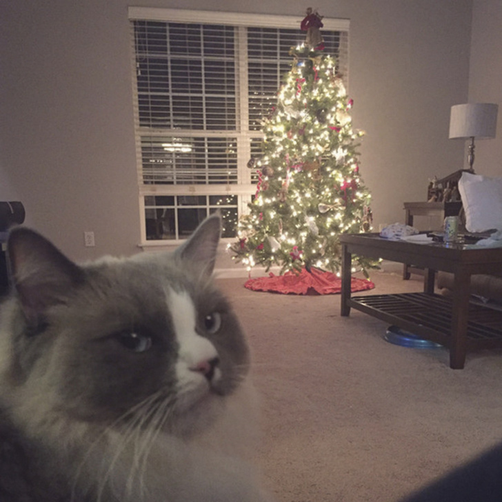 20+&nbsp;животных, которые заставят вас прочувствовать атмосферу Нового года уже сейчас