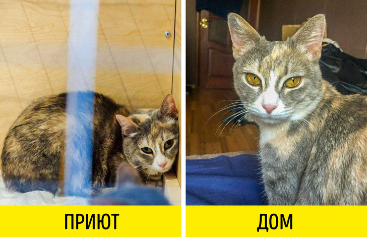 9&nbsp;вещей, которые необходимо знать, прежде чем взять животное из&nbsp;приюта