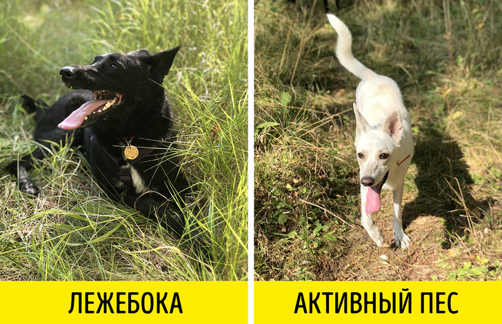 9&nbsp;вещей, которые необходимо знать, прежде чем взять животное из&nbsp;приюта