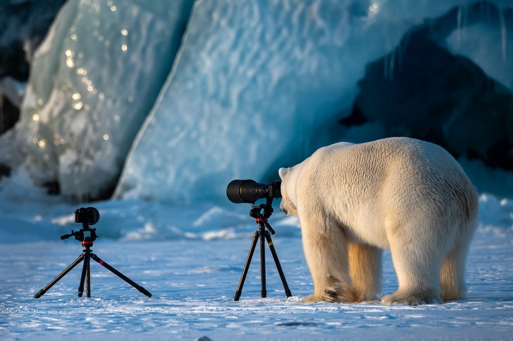 19 лучших фото конкурса Comedy Wildlife Photography Awards 2018, которые сделают ваш день