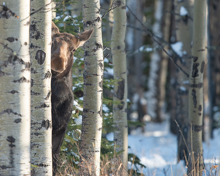 19 лучших фото конкурса Comedy Wildlife Photography Awards 2018, которые сделают ваш день