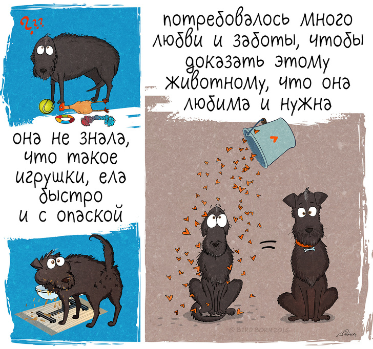 10+&nbsp;вещей, которые мы&nbsp;поняли, когда взяли собаку из&nbsp;приюта