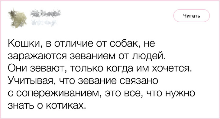 20+&nbsp;фактов о&nbsp;психологии и&nbsp;характере кошек, которыми поделился заводчик со&nbsp;стажем