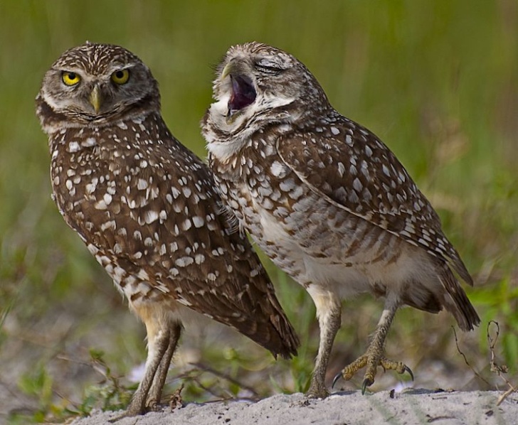 19 лучших фото конкурса Comedy Wildlife Photography Awards 2018, которые сделают ваш день