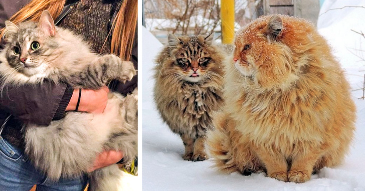 6&nbsp;крупнейших пород домашних кошек, которые легко могут задать жару своим диким сородичам