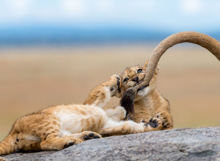 National Geographic выбрал лучшие фото 2018&nbsp;года. Глядя на&nbsp;них, жалеешь, что фотограф&nbsp;&mdash; не&nbsp;ты