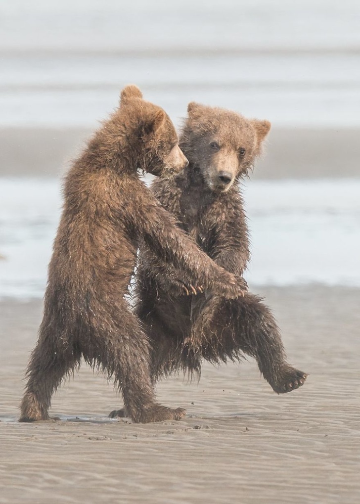 19 лучших фото конкурса Comedy Wildlife Photography Awards 2018, которые сделают ваш день