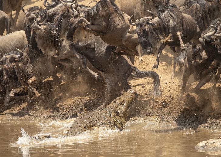 National Geographic выбрал лучшие фото 2018&nbsp;года. Глядя на&nbsp;них, жалеешь, что фотограф&nbsp;&mdash; не&nbsp;ты