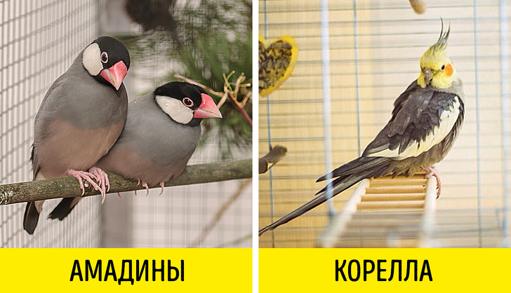 Как получить породистого питомца бесплатно (Спойлер: и не только кошку или собаку)