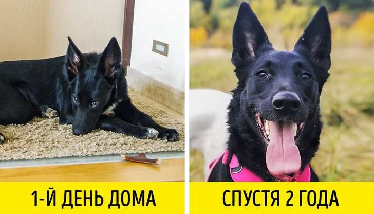 9&nbsp;вещей, которые необходимо знать, прежде чем взять животное из&nbsp;приюта